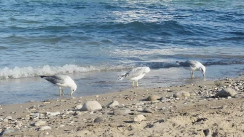 A calm day at the beach with seagulls standing by the water's edge. 動画素材 333663150