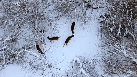 Calm deers in the snowy forest Stock Footage 103136871