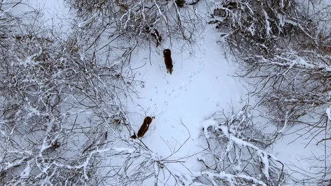 Calm deers in the snowy forest Stock Footage 103137237