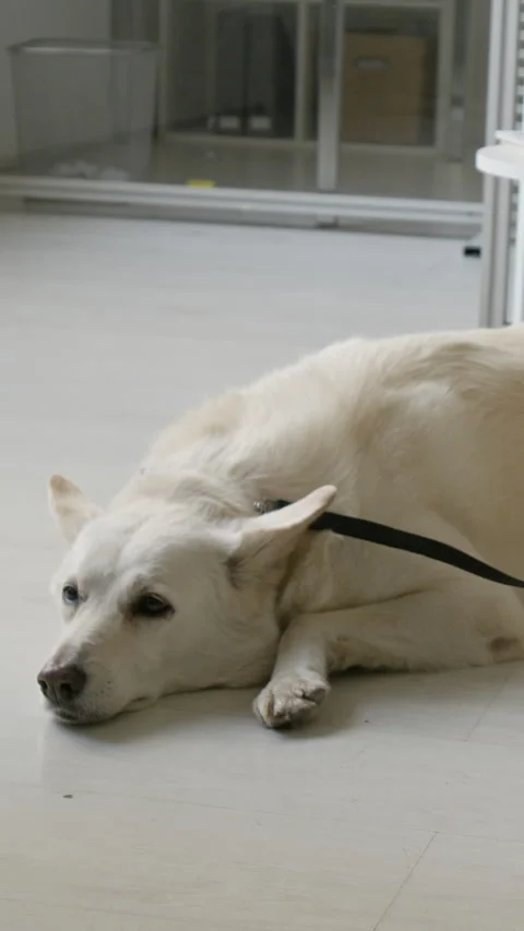 Calm Dog Lying on Floor in Veterinary Clinic 스톡 동영상 339799696