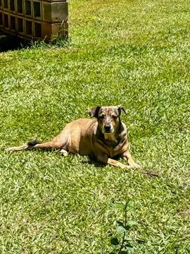 Calm dog lying on the grass Stock Photos