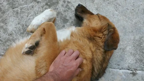 A calm dog lying on the ground while a hand gently pets its belly Stock Footage 317963527