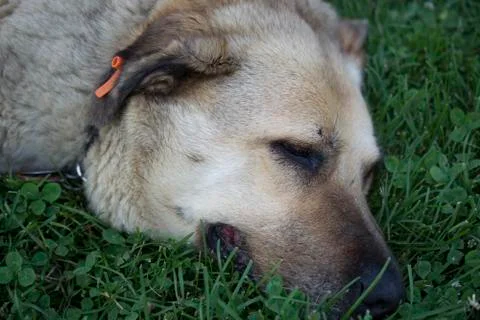 Calm dog Stock Photos
