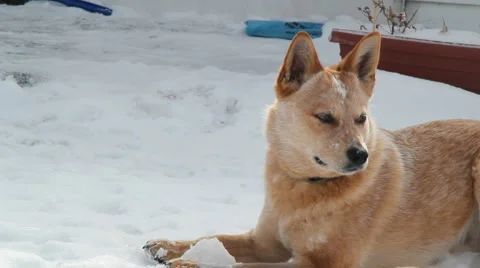 Calm dog in the snow Video stock 1067514