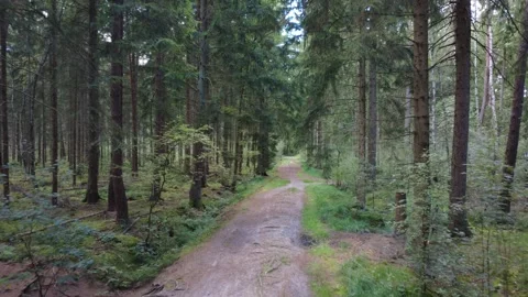 Calm Drone Flight Along Forest Road in Summer, Green Trees and Peaceful Nature Stock Footage 328534236