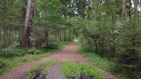 Calm Drone Flight Along Forest Road in Summer, Green Trees and Peaceful Nature Stock Footage 328534252