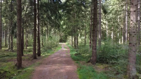 Calm Drone Flight Along Forest Road in Summer, Green Trees and Peaceful Nature Stock Footage 328534817
