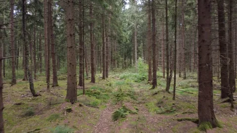Calm Drone Flight Over Forest Road in Summer Woodland 库存影片 328537723