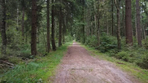 Calm Drone Flight Over Forest Road in Summer Woodland Stock Footage 328538093