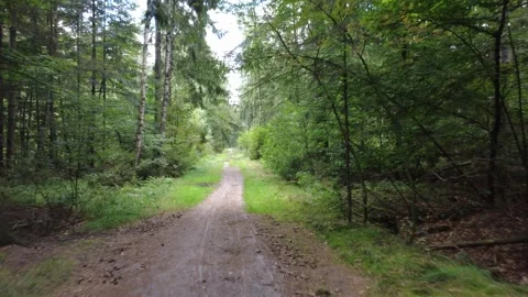 Calm Drone Flight Over Forest Road in Summer Woodland Stock Footage 328539048