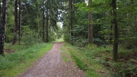 Calm Drone Flight Over Forest Road in Summer Woodland Stock Footage 328539128