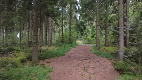 Calm Drone Flight Over Forest Road in Summer Woodland Stock Footage 328539131