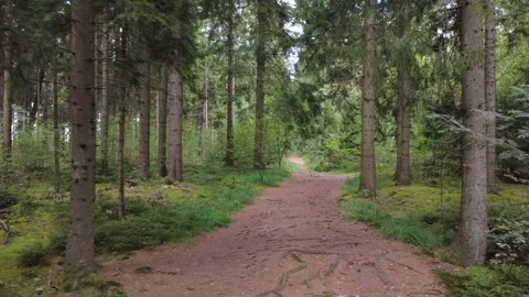 Calm Drone Flight Over Forest Road in Summer Woodland Stock Footage 328539237