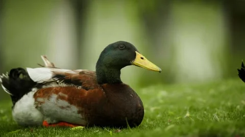 A calm duck sitting down next to the lake Vídeo Stock 332855438
