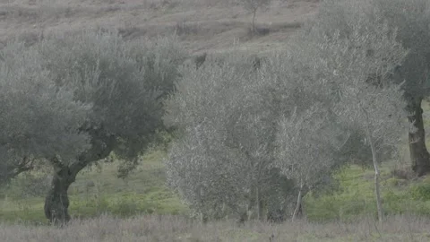 Calm environment next to the olive trees 스톡 동영상 154662562