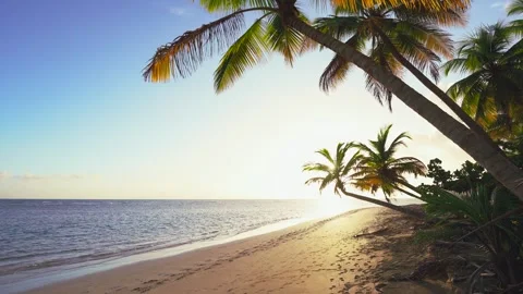 A calm evening on the pristine clean tropical island of Hawaii with a palm beach Stock Footage 245681398
