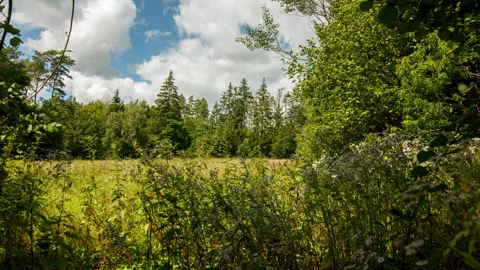 Calm evening in wild forest scenery. Stock Footage 316470865