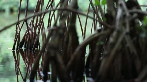 Calm Everglades Water Stock Footage 26742580