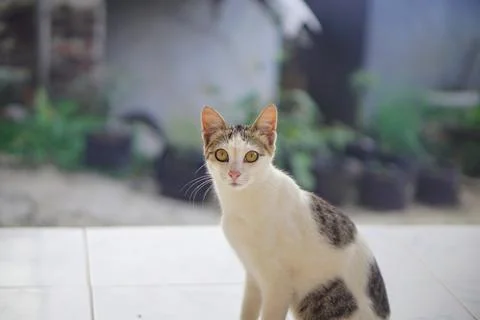 Calm expression of a light tabby patterned pet cat with a soft bokeh background. Stock Photos