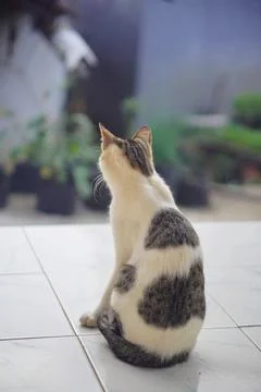 Calm expression of a light tabby patterned pet cat with a soft bokeh background. Stock Photos