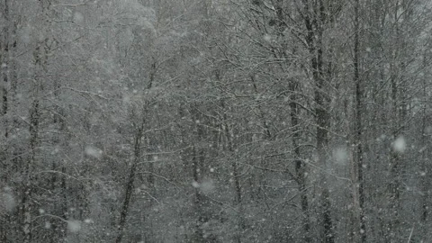 Calm Falling Snow Flakes winter. Beautiful Winter Snow Landscape. Enchanting Stock Footage 257339425