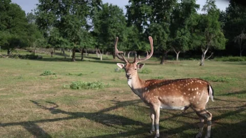 Calm fallow deer stands alert in a spacious wildlife enclosure Stock Footage 340137377