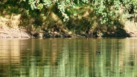 Calm Fast Moving River with Leaves During Summer Stock Footage 154525321