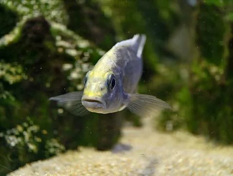 Calm fish inspects algae surroundings. Midwater fish with sleek shape obser.. Stock Photos
