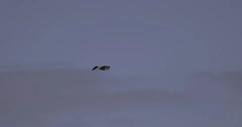 Calm flight of the gray heron, 4K slow motion Video stock 222153017