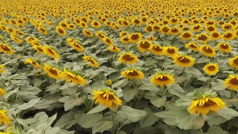 Calm flight at low altitude over large field of blooming sunflower at daytime. Stock Footage 140218915