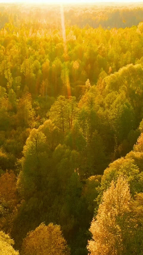 Calm Flight Through Fall Autumn Forest During Beautiful Sunset Evening. Sun Stock Footage 261530803