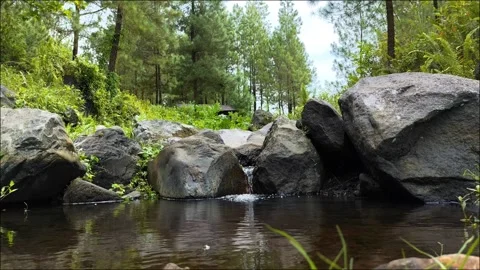 The Calm Flow of the River in the Pine Forest Flows Through the Rocky Terrain Stock Footage 294977388