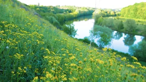 Calm flow of the river. Wild flowers on the slope of the river bank. Stock Footage 305241674