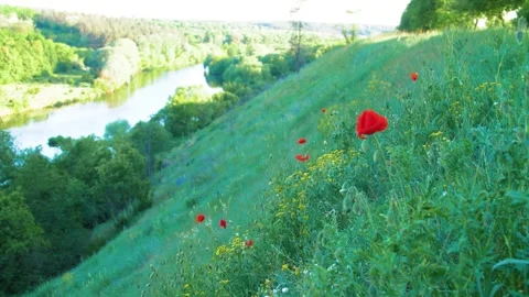 Calm flow of the river. Wild flowers on the slope of the river bank. Stock Footage 305241706
