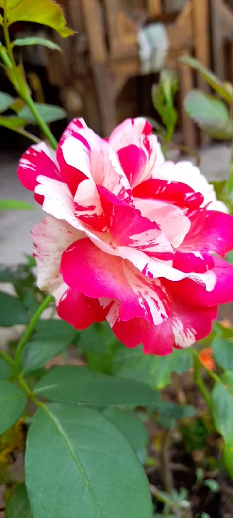 Calm Flower Macro Loop for Mindfulness Videos Stock Footage 326356664