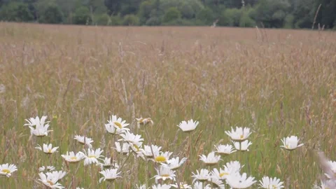 Calm flowers Vídeos de archivo 132747806