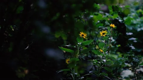 Calm flowers 库存影片 139312848