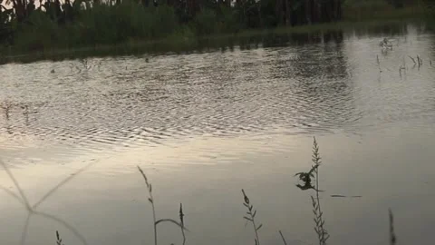Calm flowing water Video stock 330209834