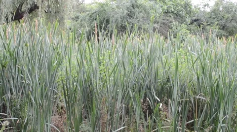 Calm Stock Footage 7340463