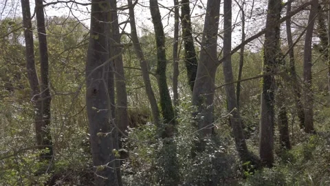 Calm forest at the afternoon Stock Footage 159990906