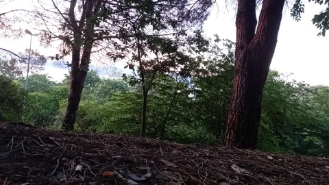 Calm Forest And Sea Stock Footage 158453920