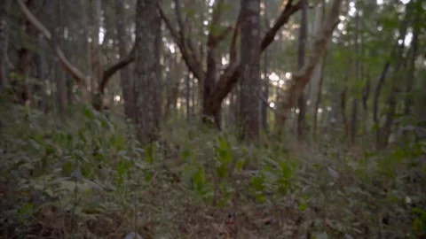 Calm Forest and trees packed with bushes Stock Footage 96836604