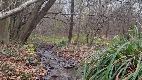 Calm forest creek scene with fallen leaves, rocks, branches, silence Stock Footage 323439904