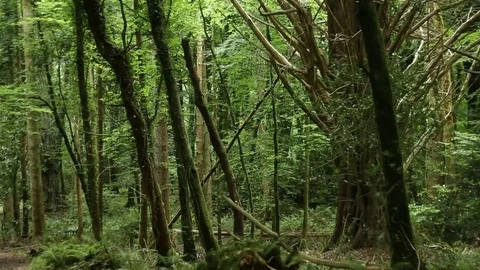 Calm Forest Stock Footage 77344878