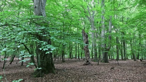 Calm forest Stock Footage 303083057