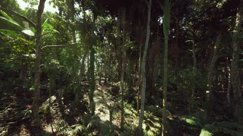 Calm forest haven illuminated by warm rays shining through leaves Stock Footage 334326803