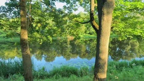 Calm forest lake reflecting trees and blue sky in morning light Video stock 319574328