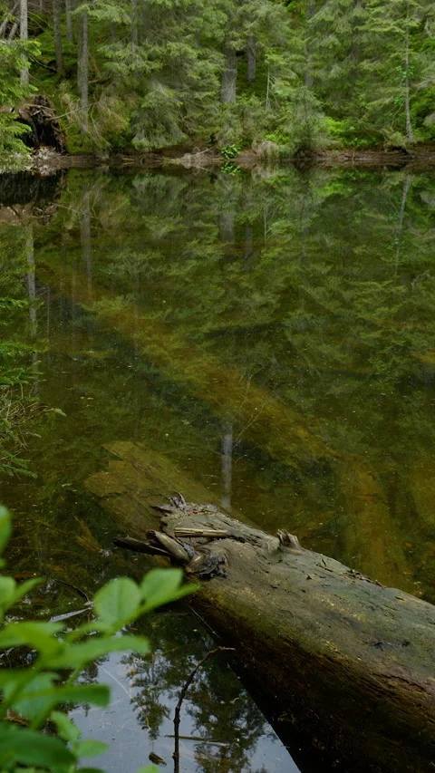 Calm forest lake with reflections 库存影片 334772016