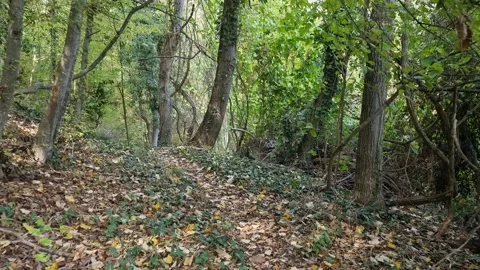 Calm Forest Landscape with Sunlight and Green Trees in Nature Stock Footage 320161709