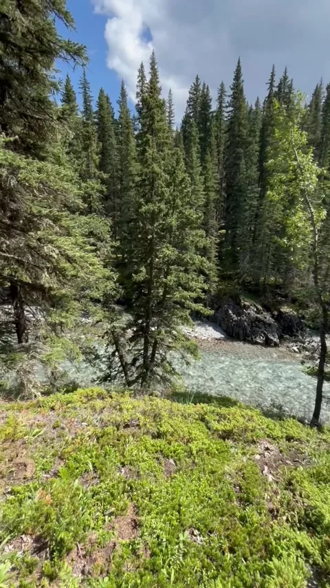 Calm forest nature  Stock Footage 293117894